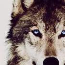 ItzWolfyYT