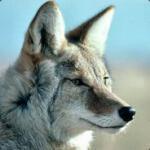 nlcoyote