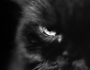 BigCrazyCat