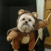 Chewie