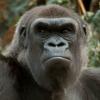 bigAPE