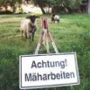 Blacksheep