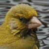 ekroemer